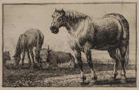 TvB G 1149
          <br/>
          Twee paarden en twee koeien
          <br/>
          <em>Hecke, Jan van den (1620-1689)</em>